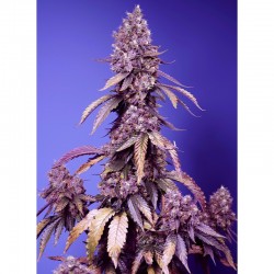 BLACK MUFFIN F1 Fast Version - Sweet Seeds