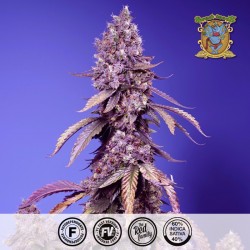BLACK MUFFIN F1 Fast Version - Sweet Seeds