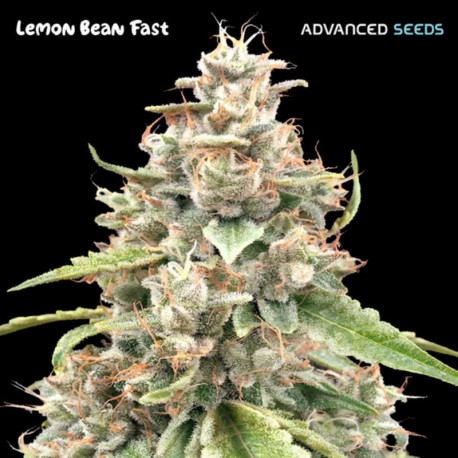 LEMON BEAN FAST fem - Advanced Seeds