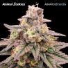 ANIMAL ZOOKIES fem - Advanced Seeds