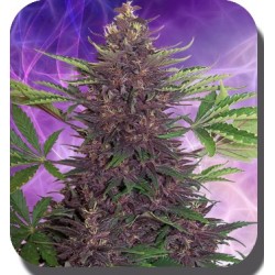 Purple Kush auto - Buddha Seeds