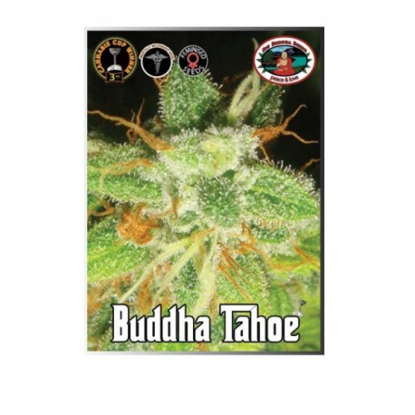 Buddha Tahoe fem - Big Buddha Seeds