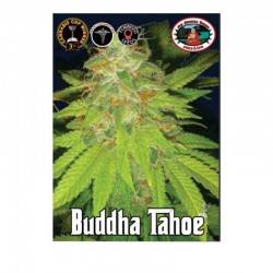 Buddha Tahoe fem