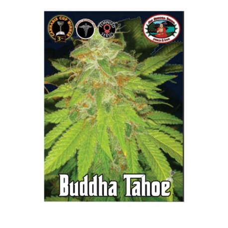 Buddha Tahoe fem - Big Buddha Seeds