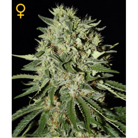 The Doctor fem - Green House Seeds