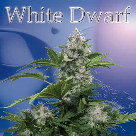 White Dwarf REG. - Buddha Seeds