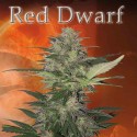RED DWARF REG. - Buddha Seeds