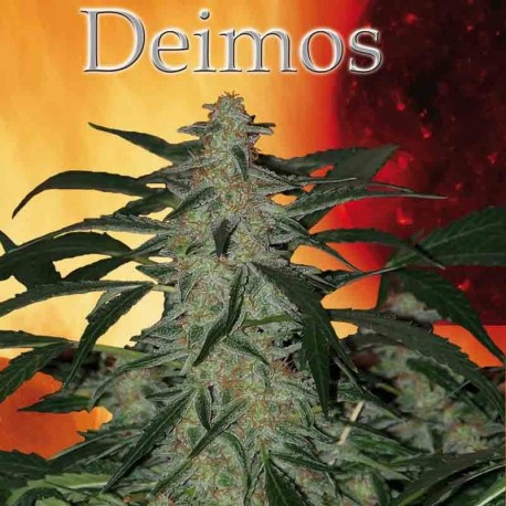 DEIMOS REG. - Buddha Seeds