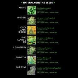 Chem Cookies REG. - Natural Genetics Seeds