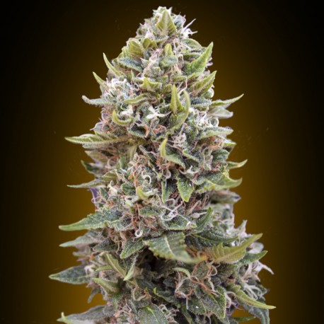 Cheese Berry auto - 00 Seeds