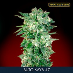 KAYA 47 Auto - Advanced Seeds