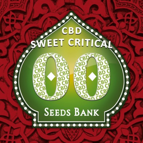 Sweet Critical CBD fem - 00 Seeds