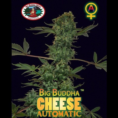 Big Buddha Cheese auto - Big Buddha Seeds