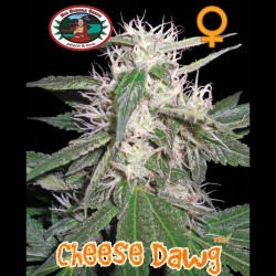 Cheese Dawg fem - Big Buddha Seeds