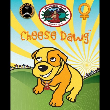 Cheese Dawg fem - Big Buddha Seeds