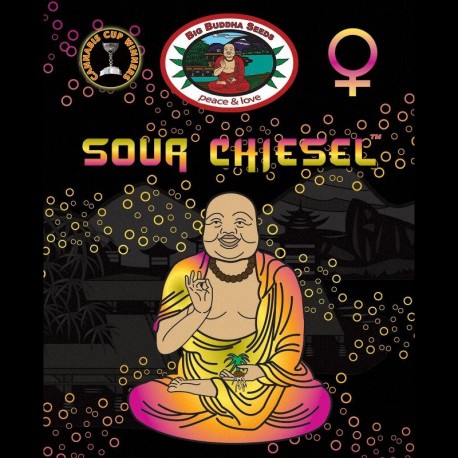 Sour Chiesel fem - Big Buddha Seeds