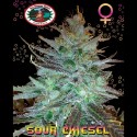 Sour Chiesel fem - Big Buddha Seeds