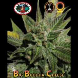 Big Buddha Cheese fem - Big Buddha Seeds