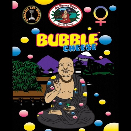 Bubble Cheese fem - Big Buddha Seeds