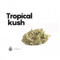 Tropical Kush CBD - Life CBD