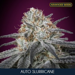 Auto SLURRICANE - Advanced Seeds