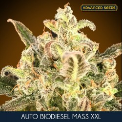 Biodiesel Mas XXL auto - Advanced Seeds