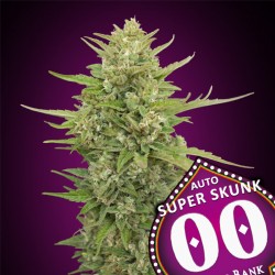 Auto Super Skunk - 00 Seeds