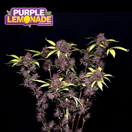 Purple Lemonade auto - Fast Buds