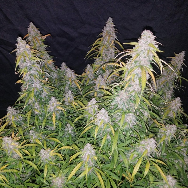 Buy SIX SHOOTER Auto (Fast Buds)