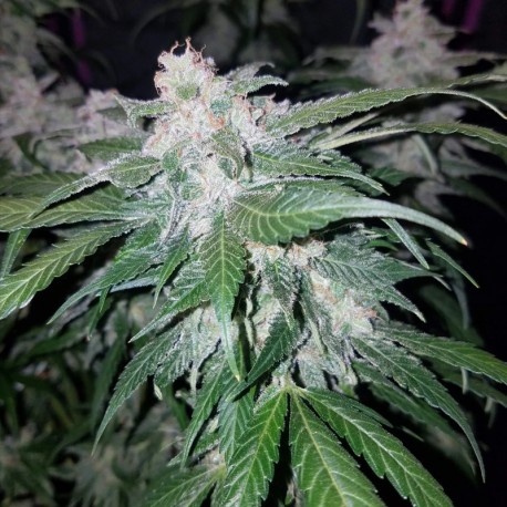 Tangie'matic auto - Fast Buds