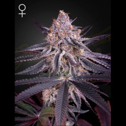 King's Juice - Green House Seeds