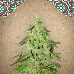 Maroc fem - Female Seeds