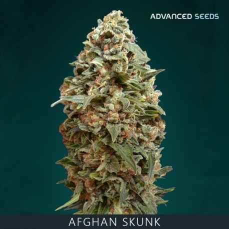Afghan Skunk fem - Advanced Seeds