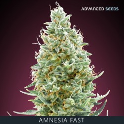 Amnesia Fast fem - Advanced Seeds