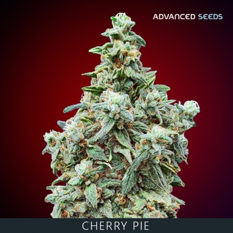 Cherry Pie fem - Advanced Seeds