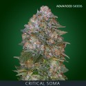 CRITICAL SOMA fem - Advanced Seeds