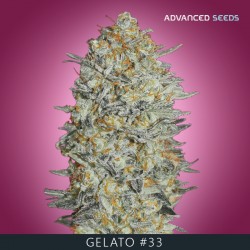 GELATO 33 fem - Advanced Seeds