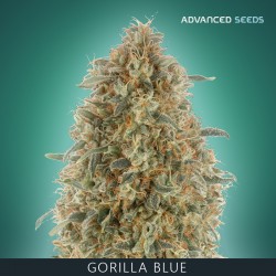 GORILLA BLUE fem - Advanced Seeds