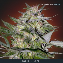 JACK PLANT fem - Advanced Seeds
