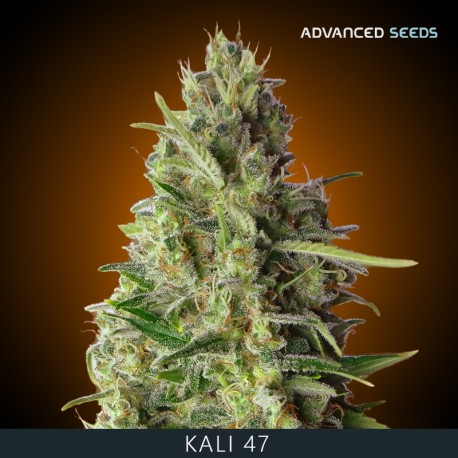 KALI 47 fem - Advanced Seeds