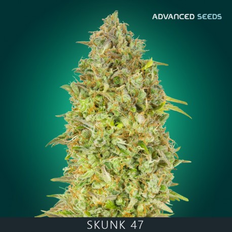 Skunk 47 fem - Advanced Seeds