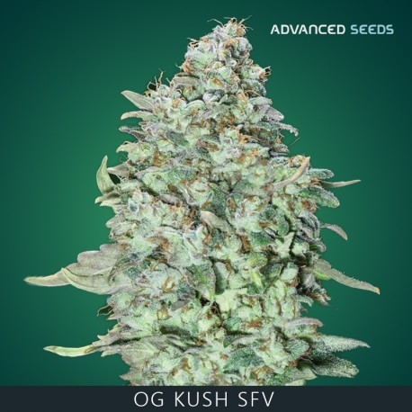 OG Kush SFV fem - Advanced Seeds