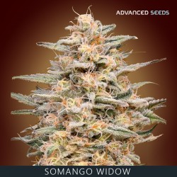 Somango Widow fem - Advanced Seeds