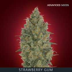 STRAWBERRY GUM fem - Advanced Seeds