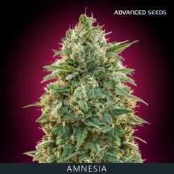 Amnesia fem - Advanced Seeds