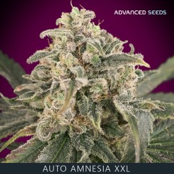 AMNESIA XXL auto - Advanced Seeds
