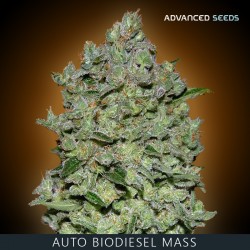 BIODIESEL MASS auto - Advanced Seeds - renovación de stock