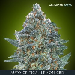 Auto CRITICAL LEMON CBD - Advanced Seeds