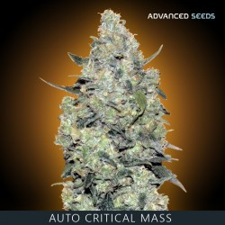Auto CRITICAL MASS - Advanced Seeds