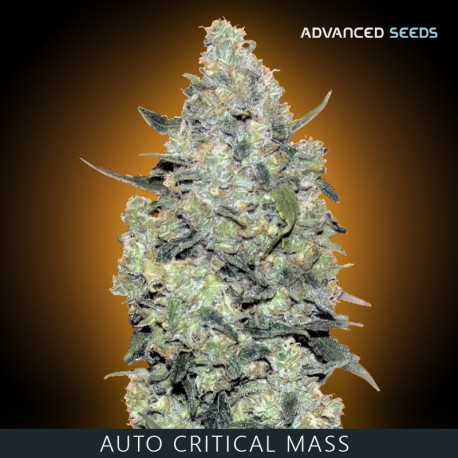 Critical Mass auto - Advanced Seeds